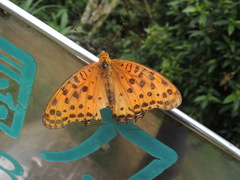 Argynnis hyperbius hyperbius