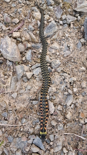 Chinese Tiger Keelback