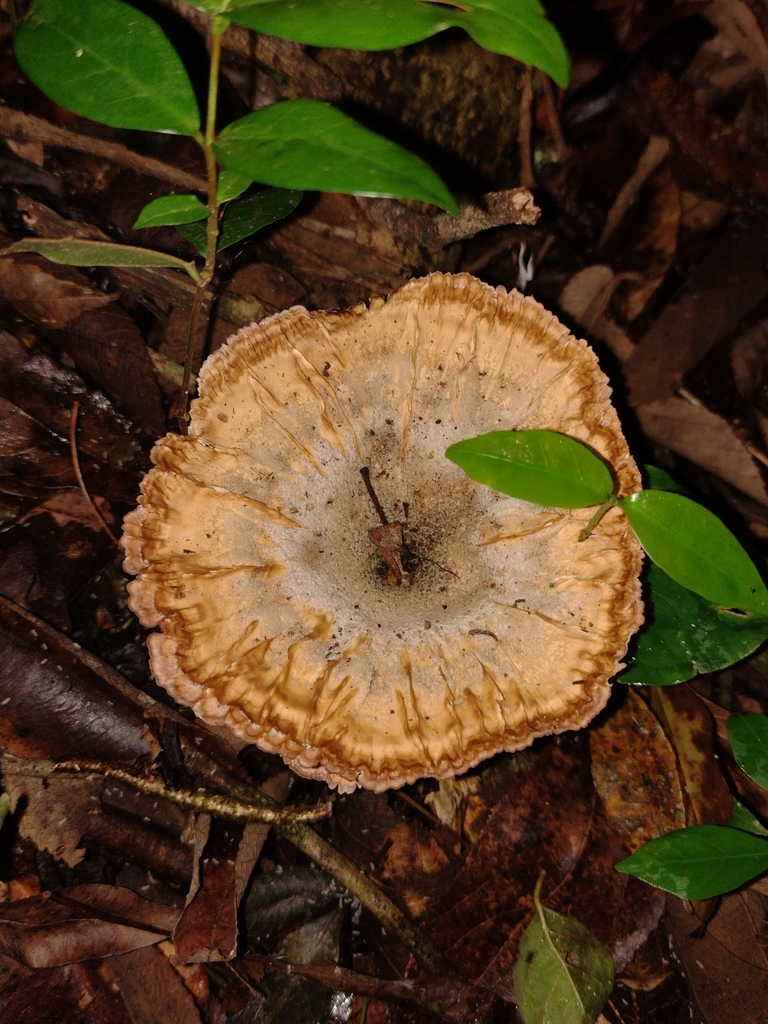 Cymatoderma caperatum · October 2024 · photo: © lucaskaminski (iNaturalist, cc-by)