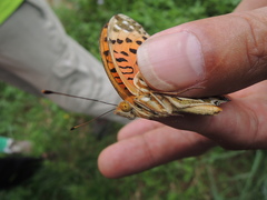 Argynnis hyperbius hyperbius