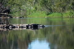Crocodylus johnstoni
