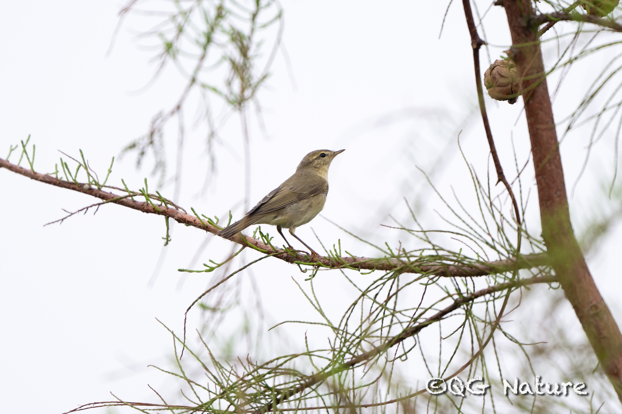 Willow Warbler