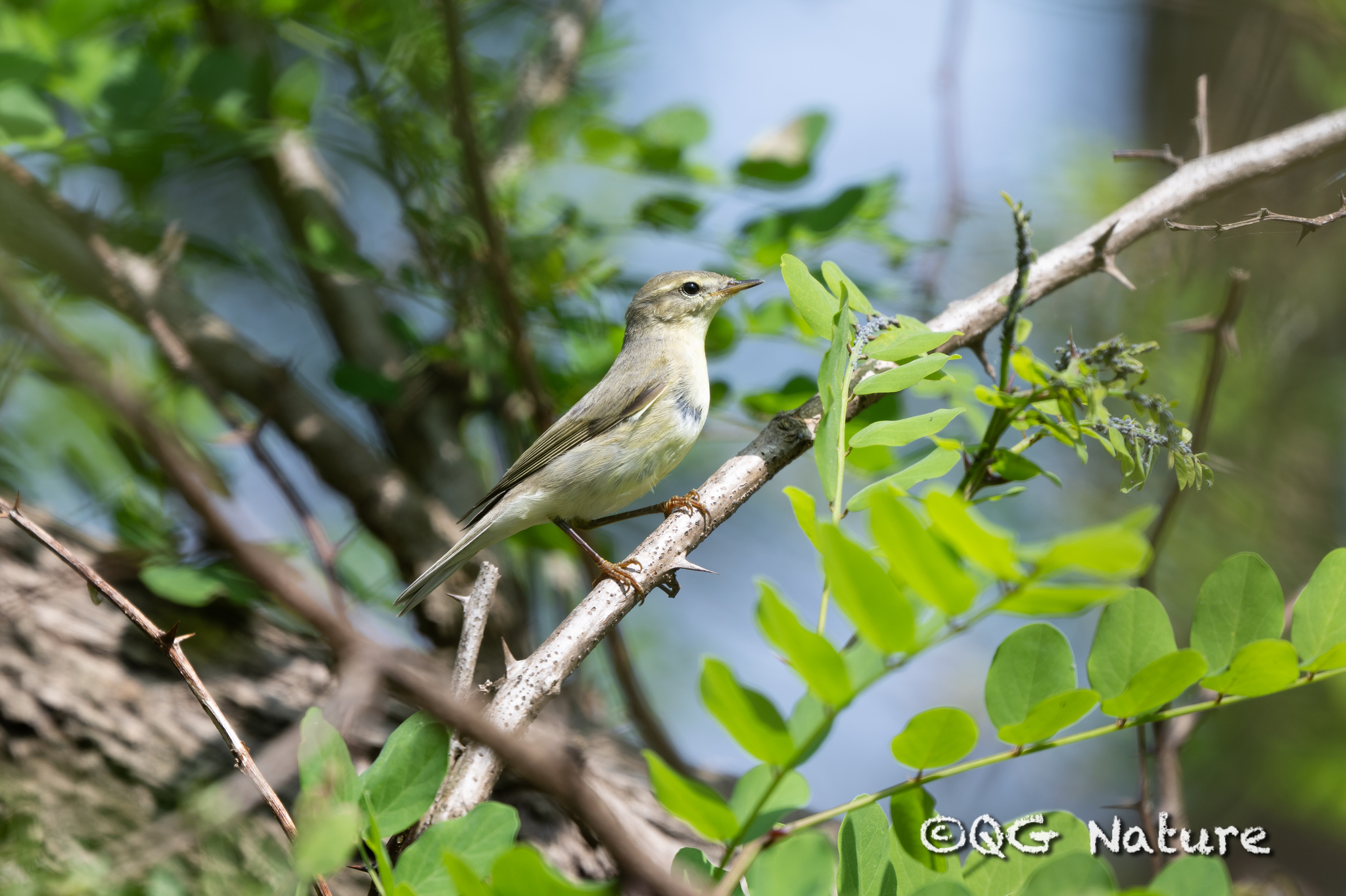 Willow Warbler
