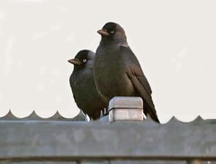Corvus monedula