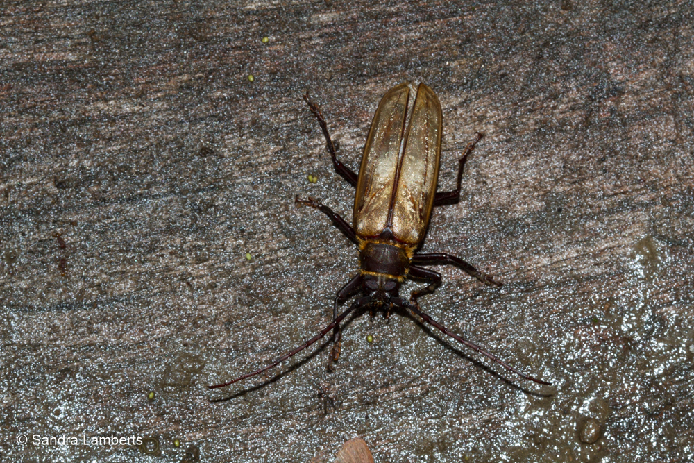 Osphryon