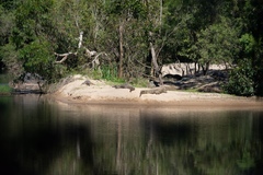 Crocodylus johnstoni