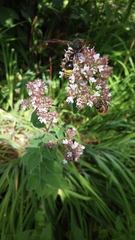 Delta unguiculatum