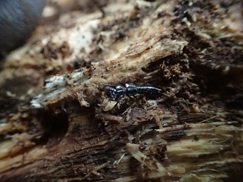 Priochirus, 2024-09-29