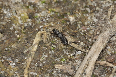 Platystethus alutaceus