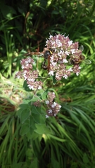 Delta unguiculatum