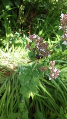 Delta unguiculatum