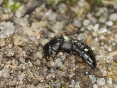 Platystethus alutaceus