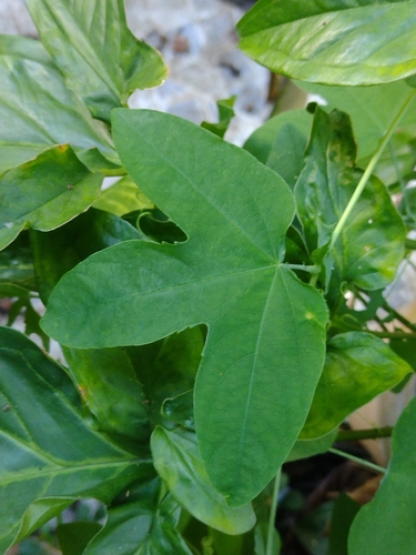 Passiflora tenuifila, photograph 2