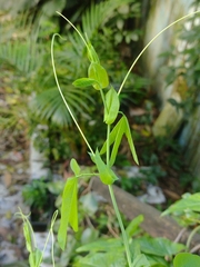 Passiflora tenuifila, photograph Lucas Kaminski, CC BY, iNaturalist via GBIF