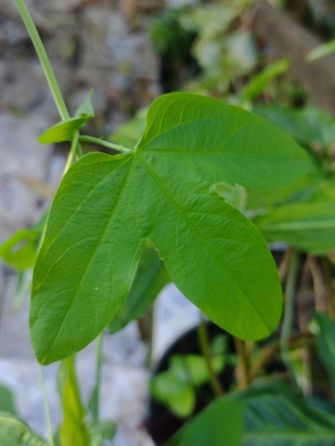 Passiflora tenuifila, photograph 4