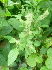 Ocimum basilicum