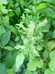 Ocimum basilicum