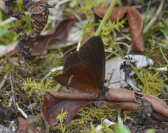 Lymanopoda albocincta