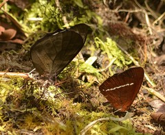 Lymanopoda albocincta