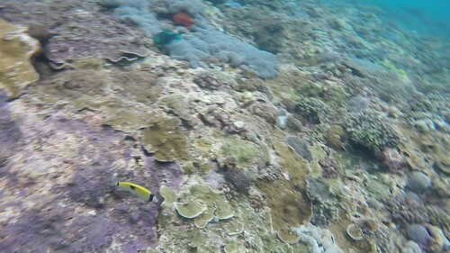 Teardrop Butterflyfish (Chaetodon unimaculatus)