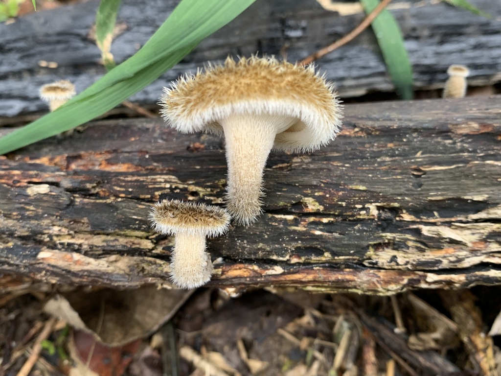 Lentinus berteroi · October 2024 · photo: © gabrieljovencio (iNaturalist, cc-by)