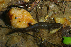 Desmognathus amphileucus