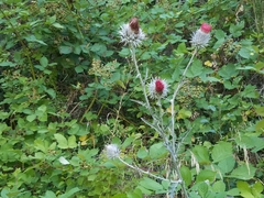 Cirsium occidentale