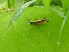 Phlaeoba antennata
