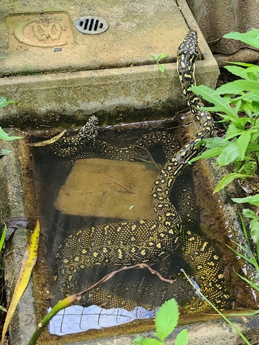 Diamond Python sighting