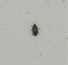 Brassicogethes aeneus