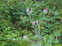 Cirsium occidentale