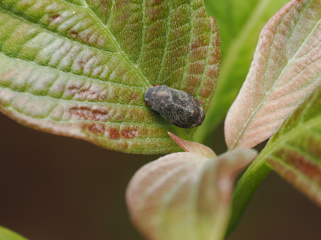 Penthimia sincipitalis