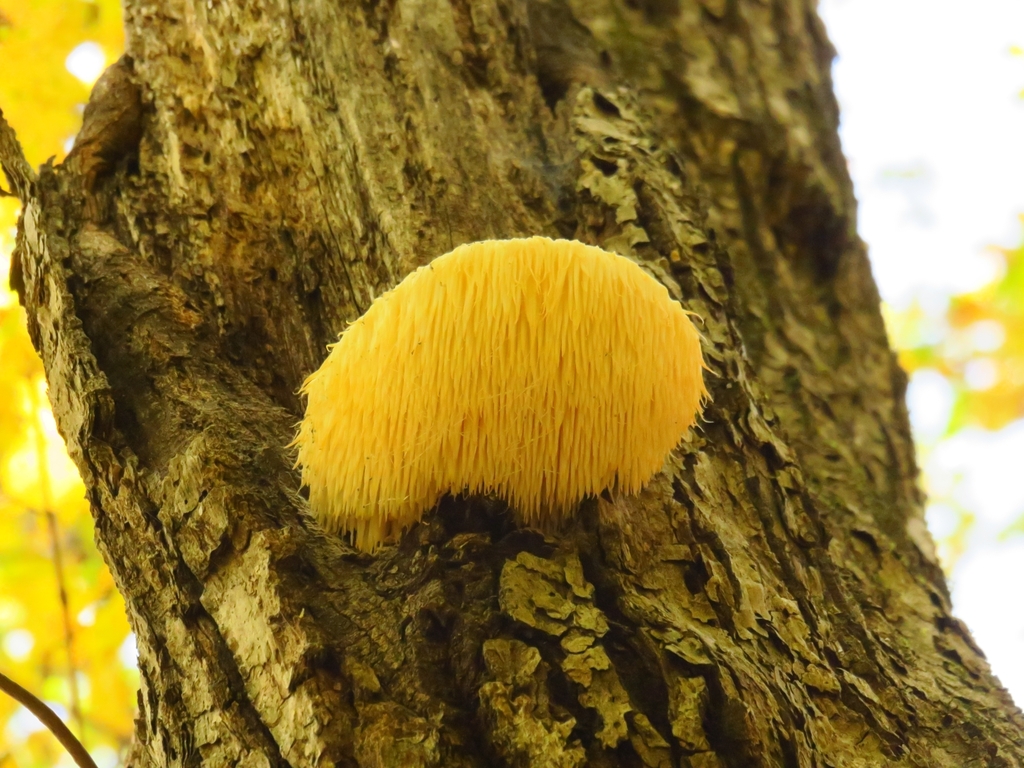 Hericium erinaceus · October 2024 · photo: © sergei_grabchak (iNaturalist, cc-by)