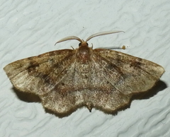 Metarranthis hypochraria