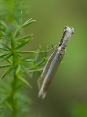 Pleurota aristella