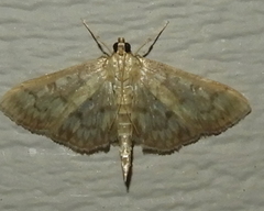 Herpetogramma aeglealis