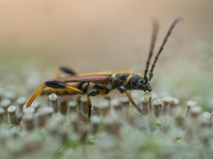 Stenopterus ater