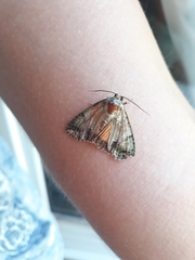 Polyphaenis sericata