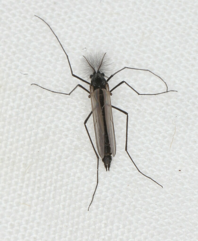 Protanypodinae