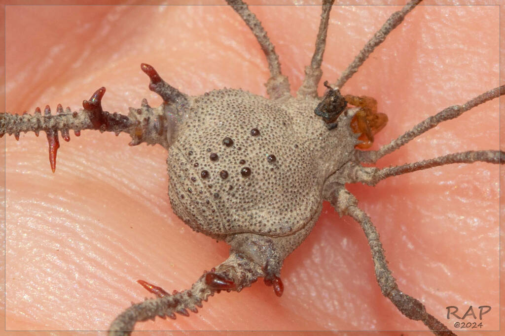 Hernandaria scabricula