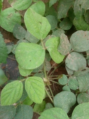 Calopogonium mucunoides