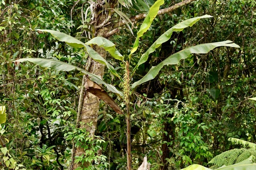 Alpinia boia observed 2024-09-23