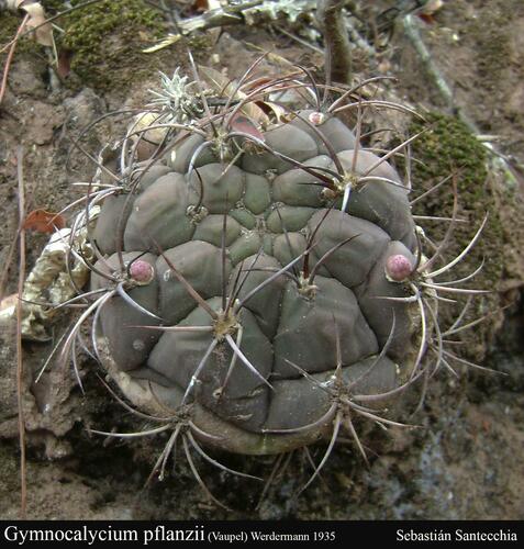 Gymnocalycium pflanzii