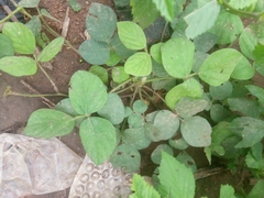 Calopogonium mucunoides