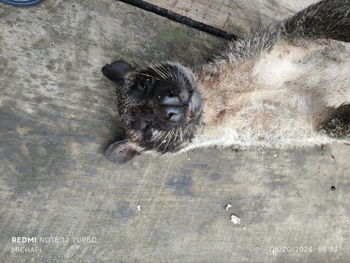 Masked Palm Civet