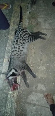Large-Spotted Civet photo 2