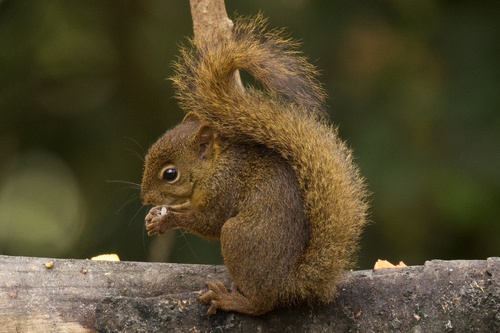 Sciurus ignitus (Gray, 1867)
