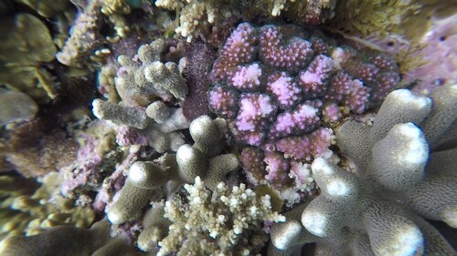 Cauliflower Coral (Pocillopora verrucosa)