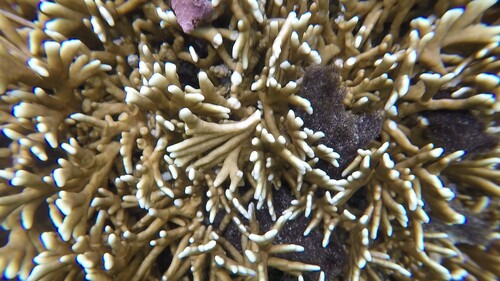 Millepora tenera (Millepora tenera)