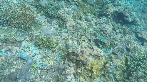 Sixbar Wrasse (Thalassoma hardwicke)